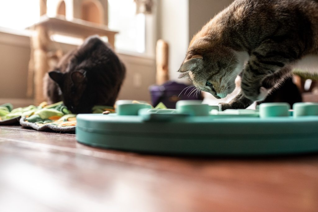 two cats working on food puzzles