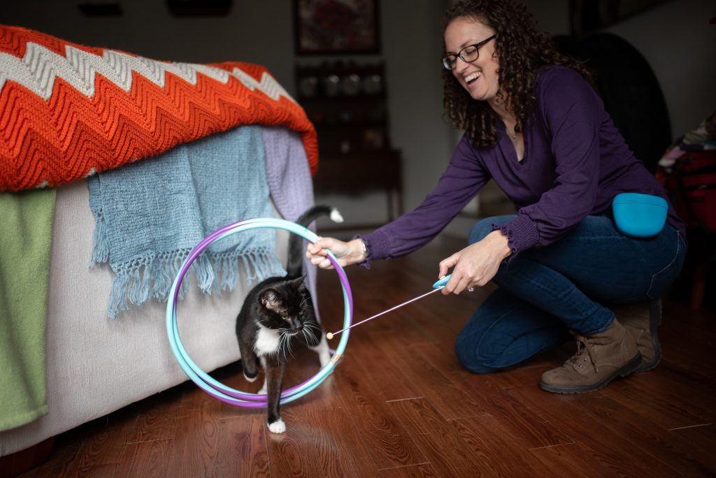 cat jumping through hoop being led by a target stick